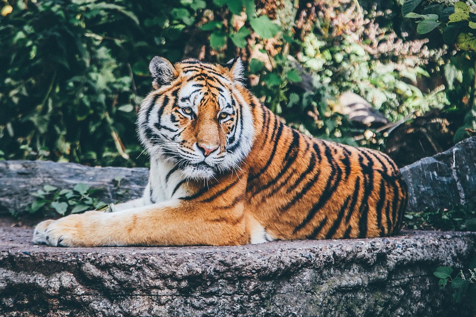 тигр отдыхает